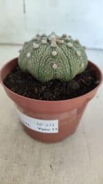 ASTROPHYTUM ASTERIAS STAR SHAPE Nº 371 – vaso 11 - Imagem 10