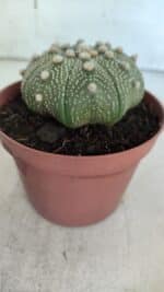 ASTROPHYTUM ASTERIAS STAR SHAPE Nº 371 – vaso 11 - Imagem 9