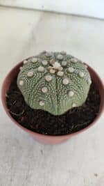 ASTROPHYTUM ASTERIAS STAR SHAPE Nº 371 – vaso 11 - Imagem 8