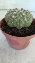 ASTROPHYTUM ASTERIAS STAR SHAPE Nº 371 – vaso 11 - Imagem 7