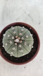 ASTROPHYTUM ASTERIAS STAR SHAPE Nº 371 – vaso 11 - Imagem 3
