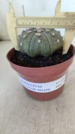 ASTROPHYTUM ASTERIAS STAR SHAPE Nº 371 – vaso 11