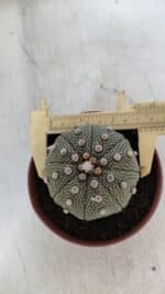ASTROPHYTUM ASTERIAS STAR SHAPE Nº 371 – vaso 11 - Imagem 5