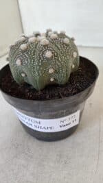 ASTROPHYTUM ASTERIAS STAR SHAPE Nº 373 – vaso 11 - Imagem 9