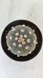 ASTROPHYTUM ASTERIAS STAR SHAPE Nº 373 – vaso 11 - Imagem 3