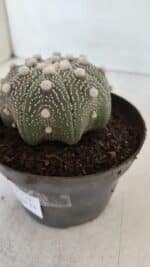ASTROPHYTUM ASTERIAS STAR SHAPE Nº 373 – vaso 11 - Imagem 8