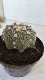 ASTROPHYTUM ASTERIAS STAR SHAPE Nº 373 – vaso 11 - Imagem 7