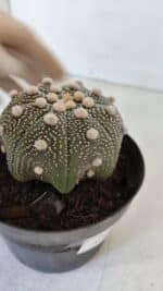 ASTROPHYTUM ASTERIAS STAR SHAPE Nº 373 – vaso 11 - Imagem 6