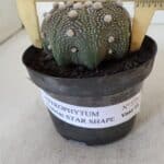ASTROPHYTUM ASTERIAS STAR SHAPE Nº 373 – vaso 11