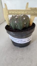 ASTROPHYTUM ASTERIAS STAR SHAPE Nº 373 – vaso 11