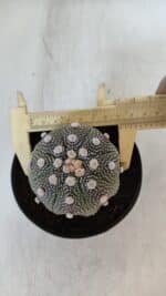 ASTROPHYTUM ASTERIAS STAR SHAPE Nº 373 – vaso 11 - Imagem 5