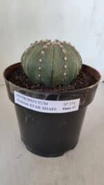 ASTROPHYTUM ASTERIAS STAR SHAPE Nº 374 – vaso 17 - Imagem 2