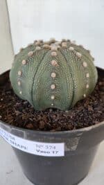 ASTROPHYTUM ASTERIAS STAR SHAPE Nº 374 – vaso 17 - Imagem 9