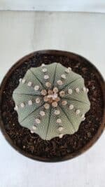 ASTROPHYTUM ASTERIAS STAR SHAPE Nº 374 – vaso 17 - Imagem 3