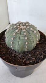 ASTROPHYTUM ASTERIAS STAR SHAPE Nº 374 – vaso 17 - Imagem 8