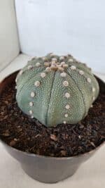 ASTROPHYTUM ASTERIAS STAR SHAPE Nº 374 – vaso 17 - Imagem 7