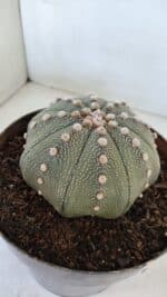 ASTROPHYTUM ASTERIAS STAR SHAPE Nº 374 – vaso 17 - Imagem 6