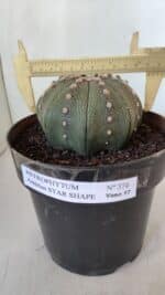 ASTROPHYTUM ASTERIAS STAR SHAPE Nº 374 – vaso 17