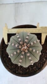 ASTROPHYTUM ASTERIAS STAR SHAPE Nº 374 – vaso 17 - Imagem 5