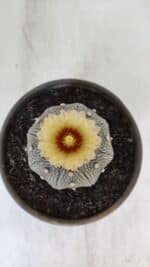 ASTROPHYTUM ASTERIAS STAR SHAPE Nº 853 – vaso 15 - Imagem 3