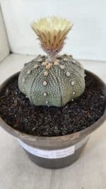 ASTROPHYTUM ASTERIAS STAR SHAPE Nº 853 – vaso 15 - Imagem 9