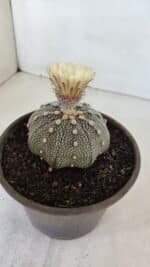 ASTROPHYTUM ASTERIAS STAR SHAPE Nº 853 – vaso 15 - Imagem 7