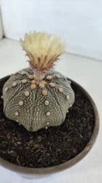 ASTROPHYTUM ASTERIAS STAR SHAPE Nº 853 – vaso 15 - Imagem 6