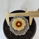 ASTROPHYTUM ASTERIAS STAR SHAPE Nº 853 – vaso 15