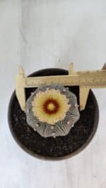 ASTROPHYTUM ASTERIAS STAR SHAPE Nº 853 – vaso 15