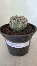 MATRIZ ASTROPHYTUM ASTERIAS SUPER KABUTO  Nº 376 - vaso 15 - Imagem 2