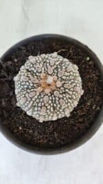 MATRIZ ASTROPHYTUM ASTERIAS SUPER KABUTO  Nº 376 - vaso 15 - Imagem 3