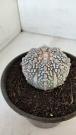 MATRIZ ASTROPHYTUM ASTERIAS SUPER KABUTO  Nº 376 - vaso 15 - Imagem 8