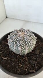 MATRIZ ASTROPHYTUM ASTERIAS SUPER KABUTO  Nº 376 - vaso 15 - Imagem 7
