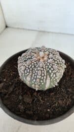 MATRIZ ASTROPHYTUM ASTERIAS SUPER KABUTO  Nº 376 - vaso 15 - Imagem 6