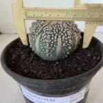 MATRIZ ASTROPHYTUM ASTERIAS SUPER KABUTO  Nº 376 - vaso 15