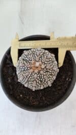 MATRIZ ASTROPHYTUM ASTERIAS SUPER KABUTO  Nº 376 - vaso 15 - Imagem 5