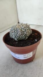 ASTROPHYTUM ASTERIAS SUPER KABUTO  Nº 377 - vaso 11 - Imagem 10