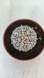 ASTROPHYTUM ASTERIAS SUPER KABUTO  Nº 377 - vaso 11 - Imagem 3