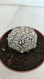 ASTROPHYTUM ASTERIAS SUPER KABUTO  Nº 377 - vaso 11 - Imagem 8
