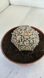 ASTROPHYTUM ASTERIAS SUPER KABUTO  Nº 377 - vaso 11 - Imagem 7