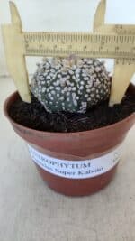 ASTROPHYTUM ASTERIAS SUPER KABUTO  Nº 377 - vaso 11 - Imagem 4