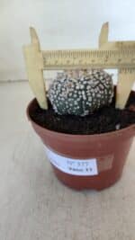 ASTROPHYTUM ASTERIAS SUPER KABUTO  Nº 377 - vaso 11 - Imagem 6