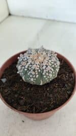 ASTROPHYTUM ASTERIAS SUPER KABUTO  Nº 378 - vaso 11 - Imagem 9