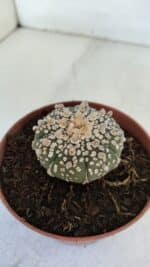 ASTROPHYTUM ASTERIAS SUPER KABUTO  Nº 378 - vaso 11 - Imagem 7