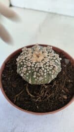 ASTROPHYTUM ASTERIAS SUPER KABUTO  Nº 378 - vaso 11 - Imagem 8