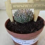 ASTROPHYTUM ASTERIAS SUPER KABUTO  Nº 378 - vaso 11