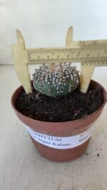 ASTROPHYTUM ASTERIAS SUPER KABUTO  Nº 378 - vaso 11