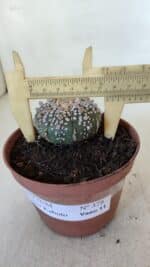 ASTROPHYTUM ASTERIAS SUPER KABUTO  Nº 378 - vaso 11 - Imagem 6