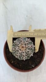 ASTROPHYTUM ASTERIAS SUPER KABUTO  Nº 378 - vaso 11 - Imagem 5