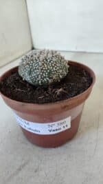 ASTROPHYTUM ASTERIAS SUPER KABUTO  Nº 380 - vaso 11 - Imagem 9